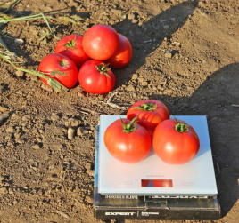 Насіння томатів Йолнар F1 / Yolnar F1,65-67 днів купити оптом і в роздріб в Україні за вигідною ціною