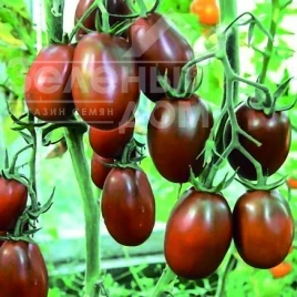 Семена томатов Де барао черный / De barao cherniy купить оптом и в розницу в Украине по выгодной цене