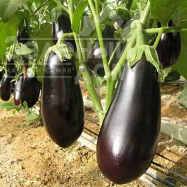 Насіння баклажанів Класік / Clasic,60-70 днів купити оптом і в роздріб в Україні за вигідною ціною