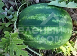 Семена арбуза Ланкастер F1 / Lancaster F1, 63-67 дней купить оптом и в розницу в Украине по выгодной цене
