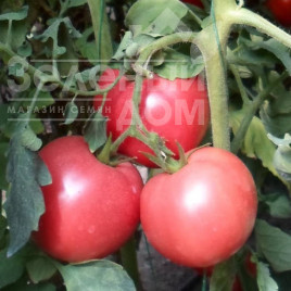 Насіння томатів Ханні Мун F1 / Hanni Mun F1,65 днів купити оптом і в роздріб в Україні за вигідною ціною