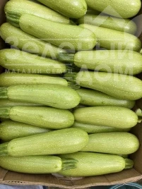 Семена кабачков Инесса F1 / Inessa F1 купить оптом и в розницу в Украине по выгодной цене