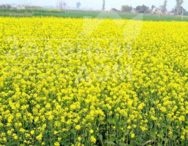 Сидерати Гірчиця / Gorchitsa (біла/жовта) купити оптом і в роздріб в Україні за вигідною ціною