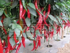 Семена горького перца Хайфи F1 / Khayfi F1 купить оптом и в розницу в Украине по выгодной цене