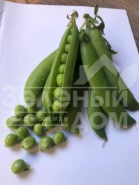 Семена гороха Продиджи / Prodydzhy, 70-75 дней купить оптом и в розницу в Украине по выгодной цене