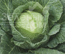 Насіння капусти савойської Морама F1 / Morama F1,115-120 днів купити оптом і в роздріб в Україні за вигідною ціною
