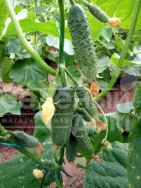 Семена огурцов Коломбо F1 (ГБ 08) / Colombo F1 (GВ 08), 35-45 дней купить оптом и в розницу в Украине по выгодной цене