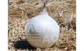 Лук репчатый Венус F1 / Venus F1,115-120 дней купить оптом и в розницу в Украине по выгодной цене