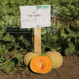 Насіння дині КС 7049 F1 / KS 7049 F1,75-80 днів  купити оптом і в роздріб в Україні за вигідною ціною