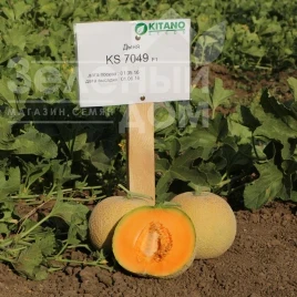 Насіння дині КС 7049 F1 / KS 7049 F1,75-80 днів  купити оптом і в роздріб в Україні за вигідною ціною