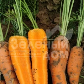 Семена моркови Шантане Курода / Shantane Kuroda,90-95 дней купить оптом и в розницу в Украине по выгодной цене