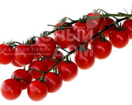 Насіння томатів Конорі F1 / Konori F1,95-100 днів купити оптом і в роздріб в Україні за вигідною ціною