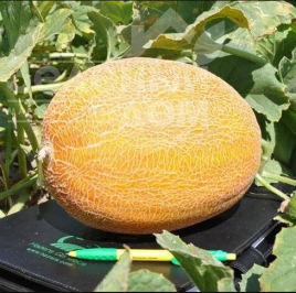 Насіння дині Мейрон F1 / Meiron F1,60-65 днів купити оптом і в роздріб в Україні за вигідною ціною