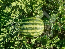 Семена арбуза Ау Продюсер / AU Producer, 70-75 дней купить оптом и в розницу в Украине по выгодной цене