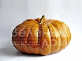 Семена тыквы Мерри Дол F1 / Marry Dol F1 купить оптом и в розницу в Украине по выгодной цене