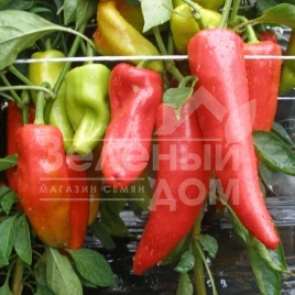 Семена сладкого перца Радмила F1 / Radmila F1,60-70 дней купить оптом и в розницу в Украине по выгодной цене