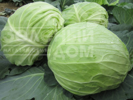 Насіння капусти білокачанної ЦРХ16102 F1 / CRX 16102 F1 купити оптом і в роздріб в Україні за вигідною ціною