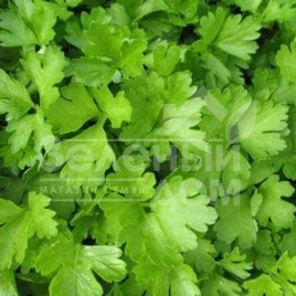 Семена петрушки Аргон / Argon купить оптом и в розницу в Украине по выгодной цене
