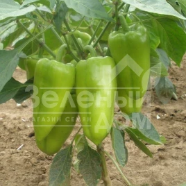 Семена сладкого перца Радуза F1 / Raduza F1,60-70 дней купить оптом и в розницу в Украине по выгодной цене