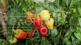 Семена сладкого перца Спартако F1 / Spartako F1, 65-70 дней купить оптом и в розницу в Украине по выгодной цене