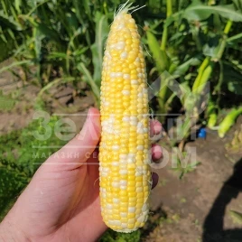 Семена кукурузы Акведук F1 / Akveduk F1,70-72 дня купить оптом и в розницу в Украине по выгодной цене