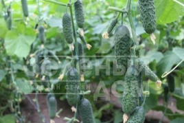 Семена огурцов СВ 3506 CV F1 / SV 3506 CV F1,40-45 дней купить оптом и в розницу в Украине по выгодной цене