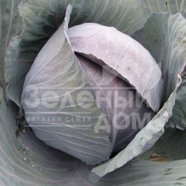 Семена капусты краснокочанной Романов F1 / Romanov F1,90 дней купить оптом и в розницу в Украине по выгодной цене