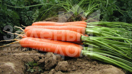 Насіння моркви Ханіснекс F1 / Hanisnex F1,115 днів купити оптом і в роздріб в Україні за вигідною ціною