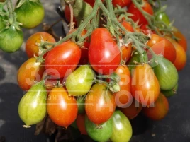 Семена томатов Радана / Radana купить оптом и в розницу в Украине по выгодной цене