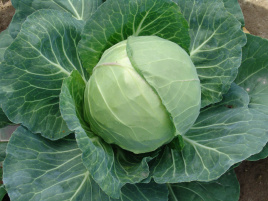 Насіння капусти білокачанної Дінамік F1 / Dynamic F1,60-65 днів купити оптом і в роздріб в Україні за вигідною ціною