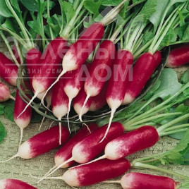 Насіння редису Дует / Duet купити оптом і в роздріб в Україні за вигідною ціною