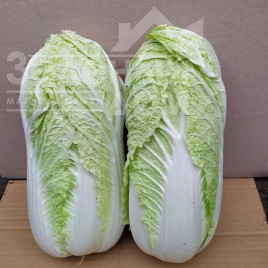 Насіння капусти пекінської Індекс F1 / Index F1, 65-70 днів купити оптом і в роздріб в Україні за вигідною ціною