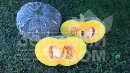 Семена тыквы Хоншу F1 / Honshu F1,110-115 дней купить оптом и в розницу в Украине по выгодной цене