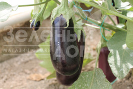 Насіння баклажанів Ельдорадо F1 / Eldorado F1, 60-65 днів купити оптом і в роздріб в Україні за вигідною ціною