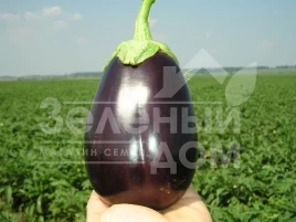 Семена баклажана Галине F1 / Galine F1,60-65 дней купить оптом и в розницу в Украине по выгодной цене