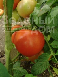 Семена томатов Примадонна F1 / Primadonna F1, 90-95 дней купить оптом и в розницу в Украине по выгодной цене