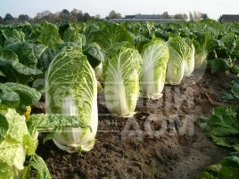 Семена капусты пекинской Саммер Хайленд F1 / Summer Highland F1,70 - 75 дней купить оптом и в розницу в Украине по выгодной цене