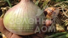 Лук репчатый Эксибишн / Exhibition,140-160 дней купить оптом и в розницу в Украине по выгодной цене