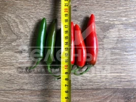 Семена горького перца Шарп F1 / Sharp F1 купить оптом и в розницу в Украине по выгодной цене