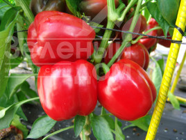 Насіння солодкого перцю Парадіз F1 / Paradise F1 купити оптом і в роздріб в Україні за вигідною ціною
