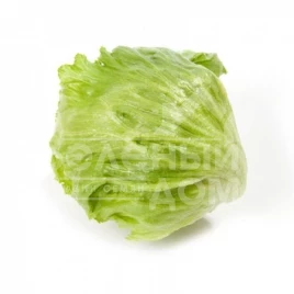 Семена салата Изанас / Izanas,60-75 дней купить оптом и в розницу в Украине по выгодной цене