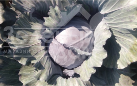 Насіння капусти червоноголової Варна F1 / Varna F1,110-120 днів купити оптом і в роздріб в Україні за вигідною ціною