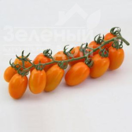 Насіння томатів КС 97 F1 / KS 97 F1 купити оптом і в роздріб в Україні за вигідною ціною