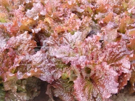 Семена салата Росела / Rosela купить оптом и в розницу в Украине по выгодной цене