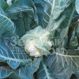 Семена капусты цветной Лекану F1 / Lecanu F1,75-80 дней купить оптом и в розницу в Украине по выгодной цене