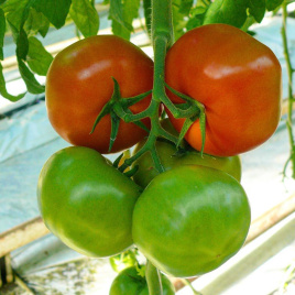 Насіння томатів Прайд F1 / Prayd F1,100 днів купити оптом і в роздріб в Україні за вигідною ціною