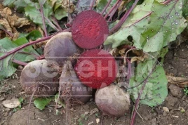 Семена свеклы Акела / Akela,80 дней купить оптом и в розницу в Украине по выгодной цене