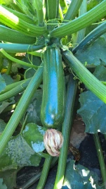 Семена кабачков Лейла F1 / Leila F1 купить оптом и в розницу в Украине по выгодной цене