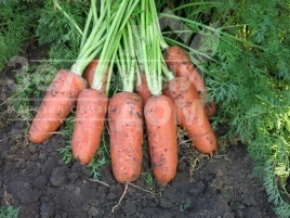 Морковь Абако F1 / Abaco F1,110 дней купить оптом и в розницу в Украине по выгодной цене