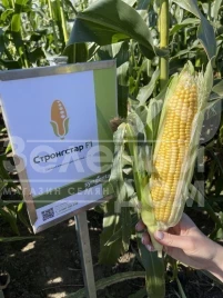 Семена кукурузы Стронгстар F1 / Strongstar F1 купить оптом и в розницу в Украине по выгодной цене